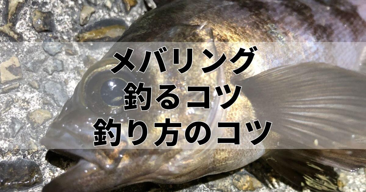 メバリング メバルを釣るコツ4選 釣れない時にやること6選 釣りと色々ブログ