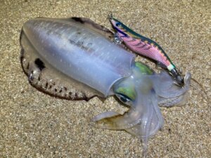 餌木王K軍艦グリーンでサーフエギングして釣れたアオリイカ
