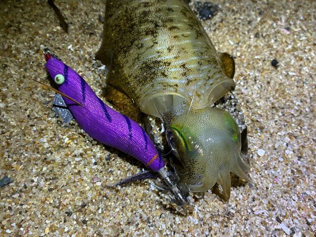 餌木猿ツツイカ2.5号紫マツバで釣れたアオリイカ