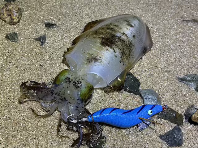 餌木猿ツツイカ2.5号のただ巻きで釣れたアオリイカ3