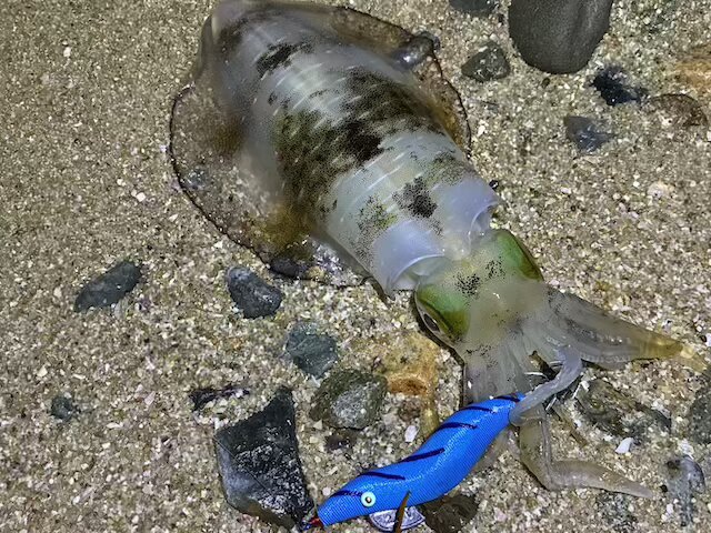 餌木猿ツツイカ2.5号のただ巻きで釣れたアオリイカ4